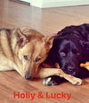 Holly-PENDING ADOPTION