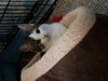 C38 Litter-Hannah-ADOPTED
