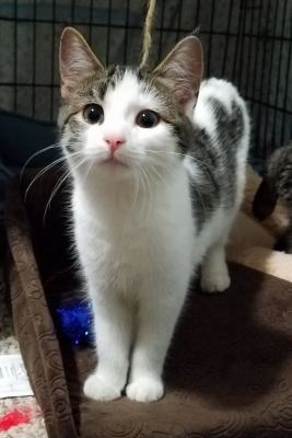 C38 Litter-Hannah-ADOPTED
