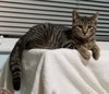 C38 Litter-Millie - PSP-ADOPTED