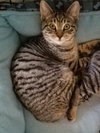 C38 Litter-Millie - PSP-ADOPTED