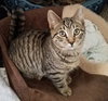 C38 Litter-Millie - PSP-ADOPTED