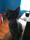 C38 Litter-Millie - PSP-ADOPTED
