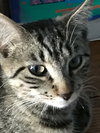 C38 Litter-Millie - PSP-ADOPTED