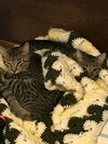 C38 Litter-Millie - PSP-ADOPTED