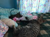 C38 Litter-Millie - PSP-ADOPTED