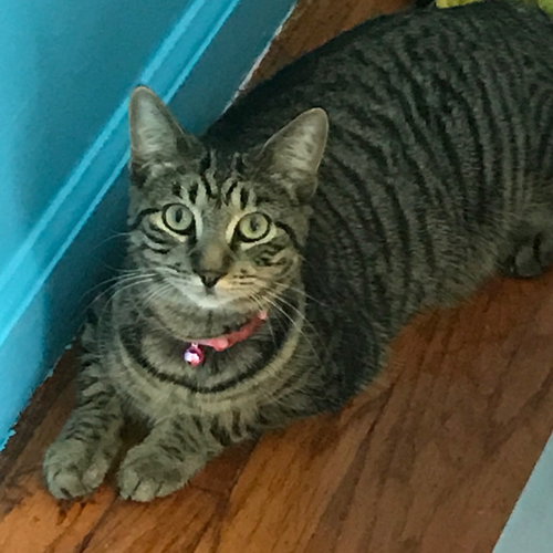 C38 Litter-Millie - PSP-ADOPTED