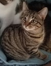 C38 Litter-Tootsie - ADOPTED