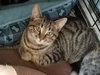 C38 Litter-Tootsie - ADOPTED