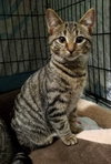 C38 Litter-Tootsie - ADOPTED
