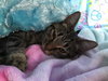 C38 Litter-Tootsie - ADOPTED