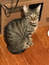 C38 Litter-Tootsie - ADOPTED