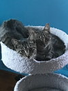 C38 Litter-Tootsie - ADOPTED