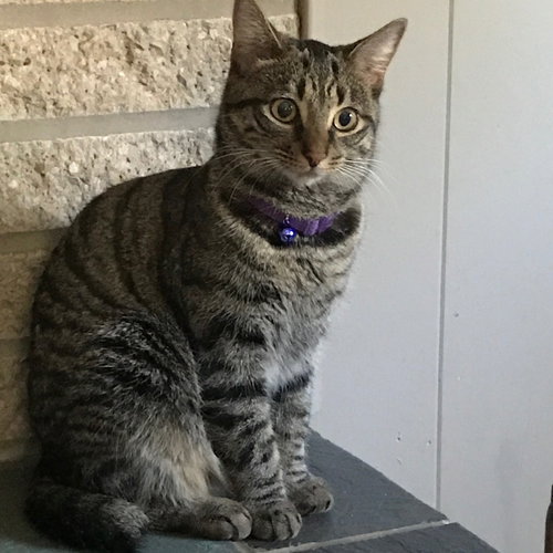 C38 Litter-Tootsie - ADOPTED
