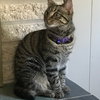 C38 Litter-Tootsie - ADOPTED