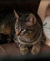C38 Litter-Frankie - PSP - ADOPTED