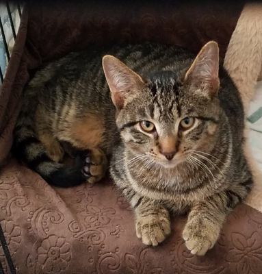 C38 Litter-Frankie - PSP - ADOPTED