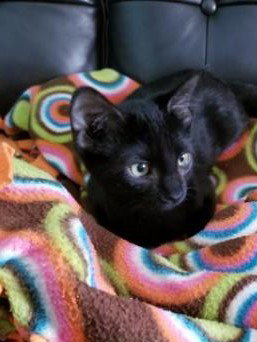 C39 Litter Lucky-ADOPTED
