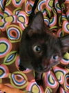 C39 Litter Lucky-ADOPTED