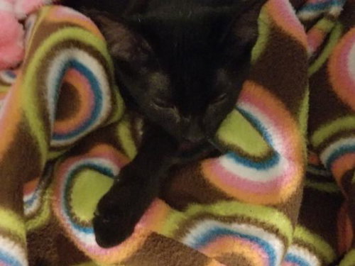 C39 Litter Luci-ADOPTED