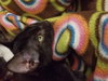 C39 Litter Luci-ADOPTED