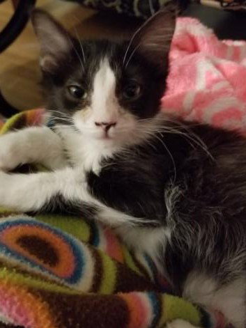 C39 Litter Leo-ADOPTED