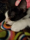 C39 Litter Leo-ADOPTED