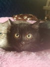 C40 Litter-Felix-PENDING ADOPTION