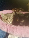 C40 Litter-Felix-PENDING ADOPTION