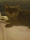 C40 Litter-Felix-PENDING ADOPTION