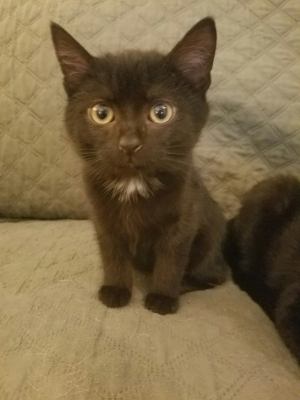 C40 Litter-Felix-PENDING ADOPTION