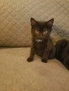 C40 Litter-Felix-PENDING ADOPTION