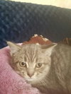 C40 Litter Farrah-PENDING ADOPTION