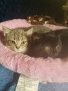 C40 Litter Farrah-PENDING ADOPTION