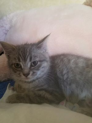 C40 Litter Farrah-PENDING ADOPTION