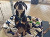 Norah-ADOPTION PENDING