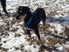 Norah-ADOPTION PENDING