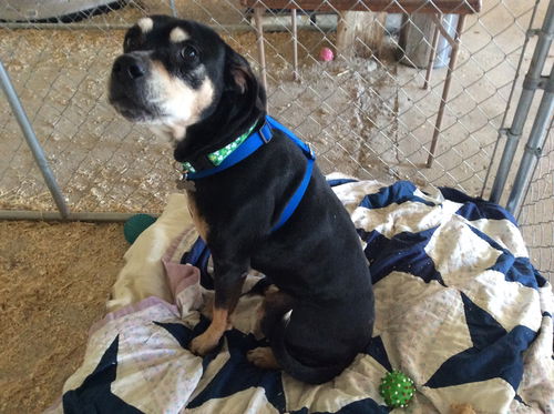 Norah-ADOPTION PENDING