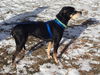 Norah-ADOPTION PENDING
