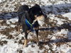 Norah-ADOPTION PENDING