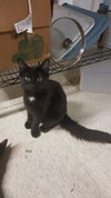 C41 Litter-Mario-PSP-ADOPTED
