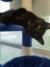 C41 Litter-Mario-PSP-ADOPTED