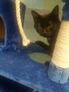 C41 Litter-Mario-PSP-ADOPTED
