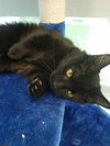 C41 Litter-Mario-PSP-ADOPTED