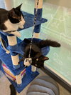 C41 Litter-Mario-PSP-ADOPTED