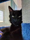 C41 Litter-Mario-PSP-ADOPTED