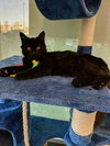 C41 Litter-Mario-PSP-ADOPTED