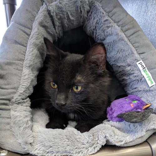C41 Litter-Mario-PSP-ADOPTED