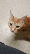C41 Litter-Blondie-ADOPTED