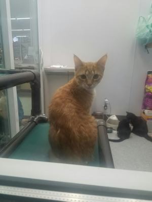 C41 Litter-Blondie-ADOPTED